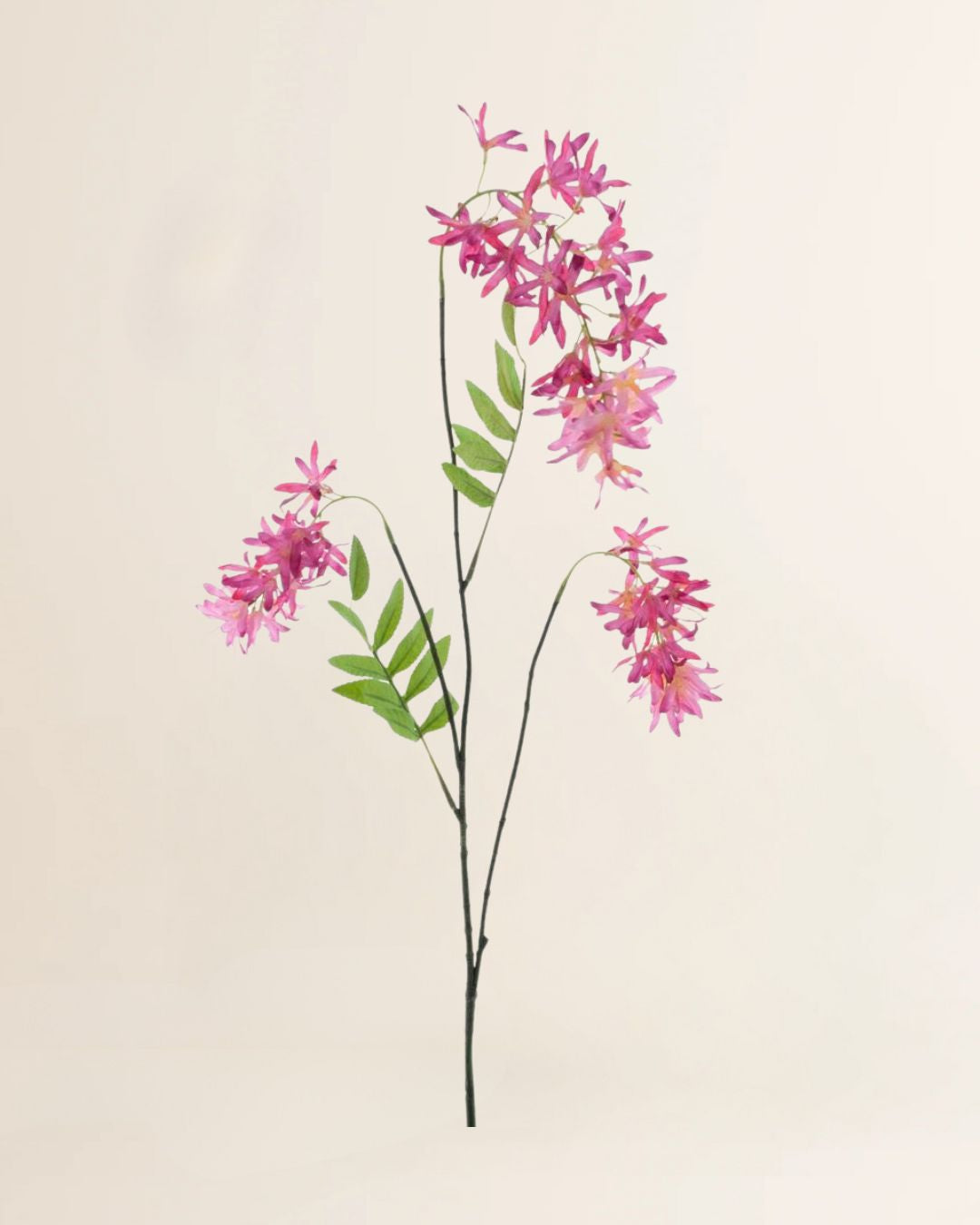 Voorjaarsbloem beauty 103 cm