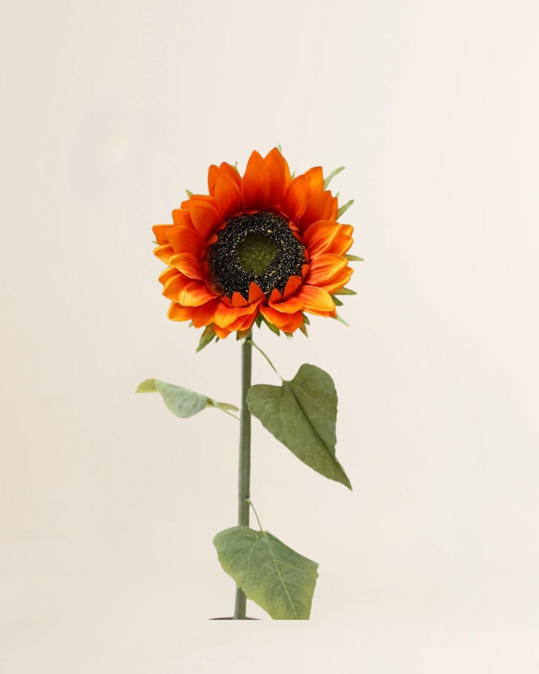 Zonnebloem Cordoba oranje 90 cm