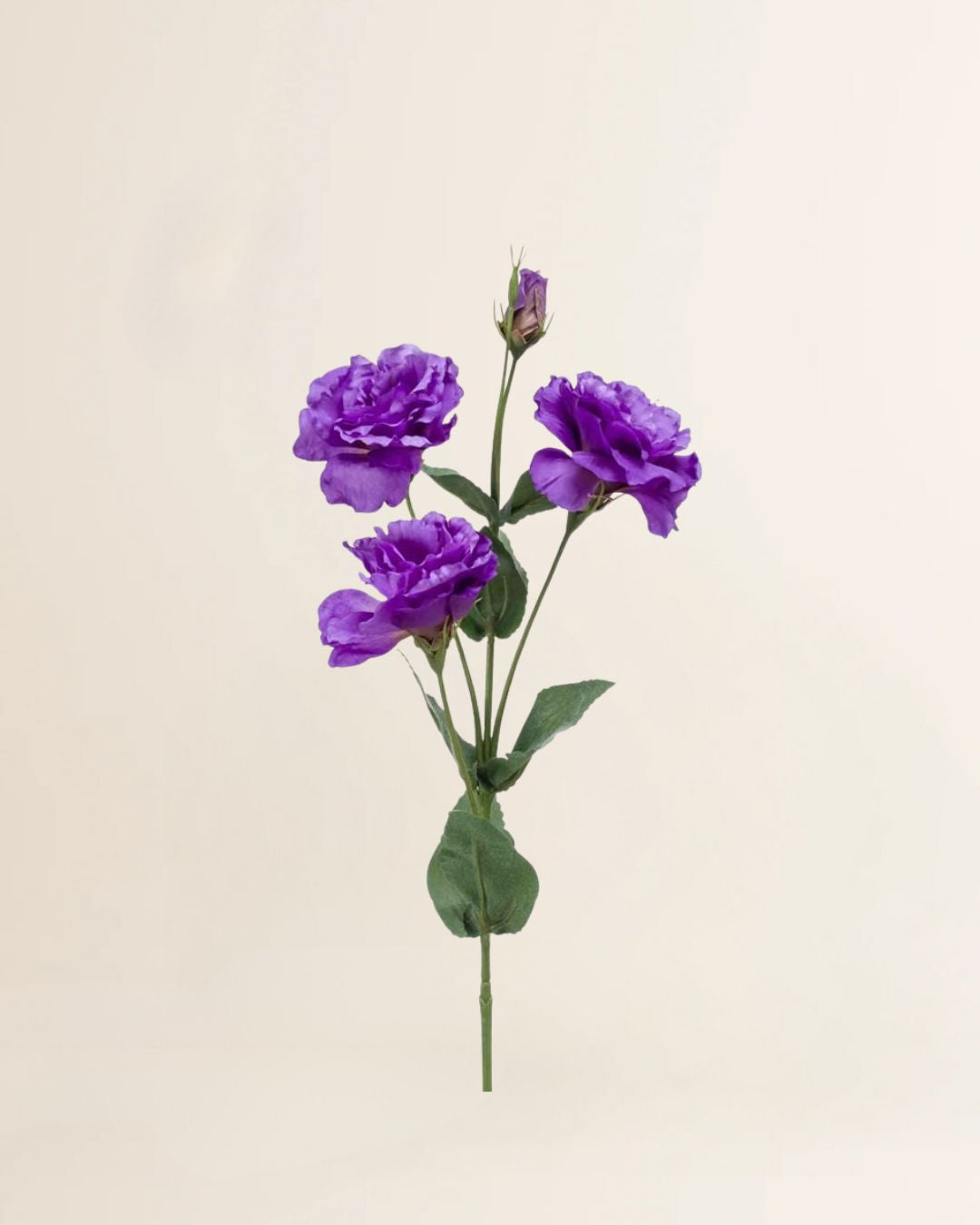 Eustoma paars 68 cm