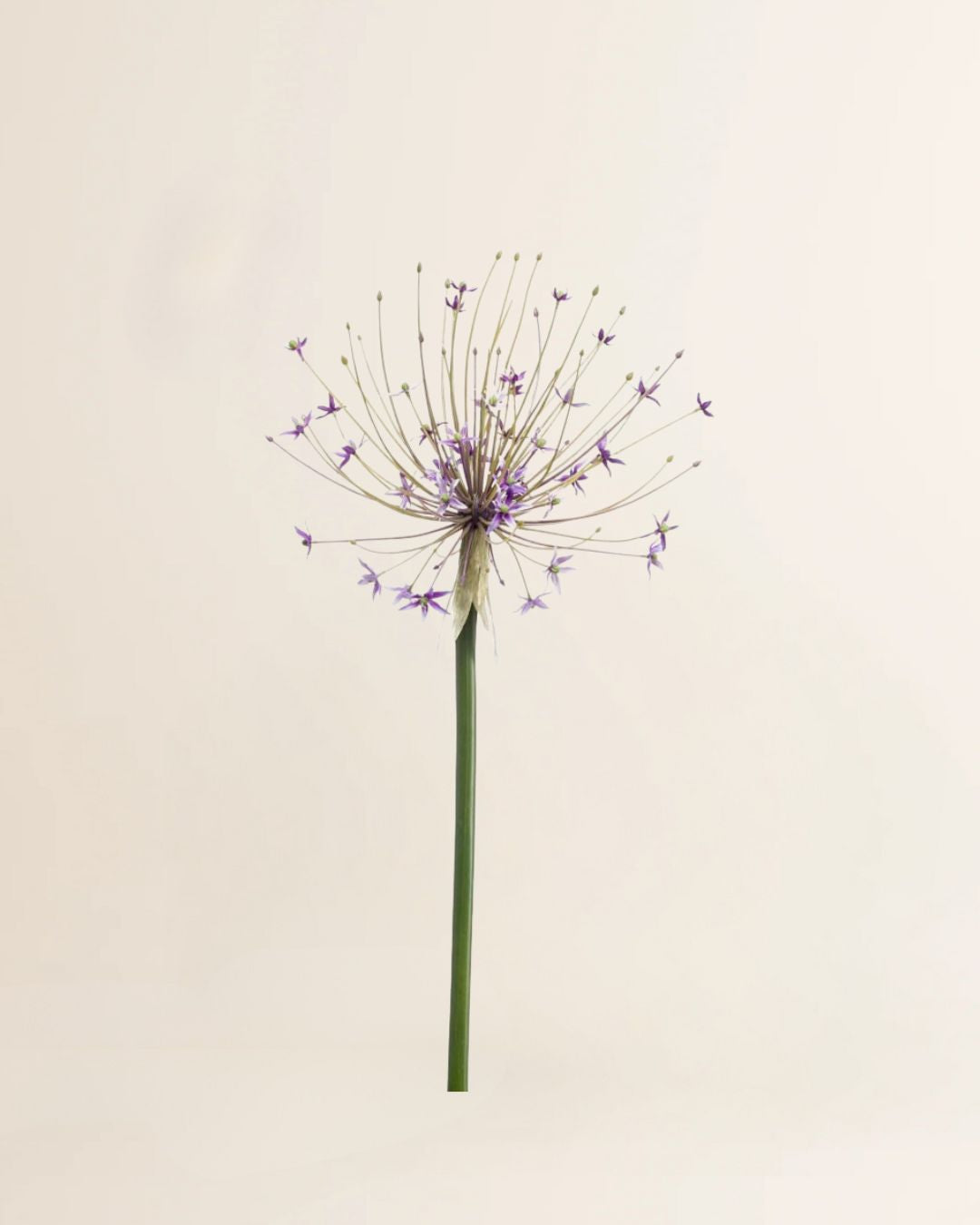 Allium tak Lilac 105 cm