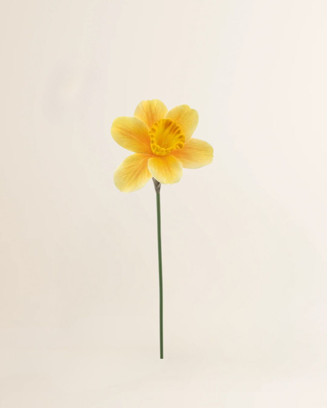 Narcis 41 cm