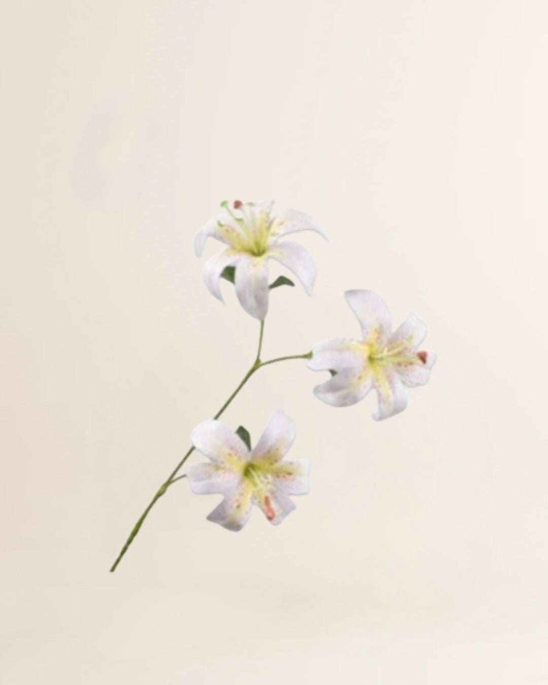 Lelietak Creme 97 cm