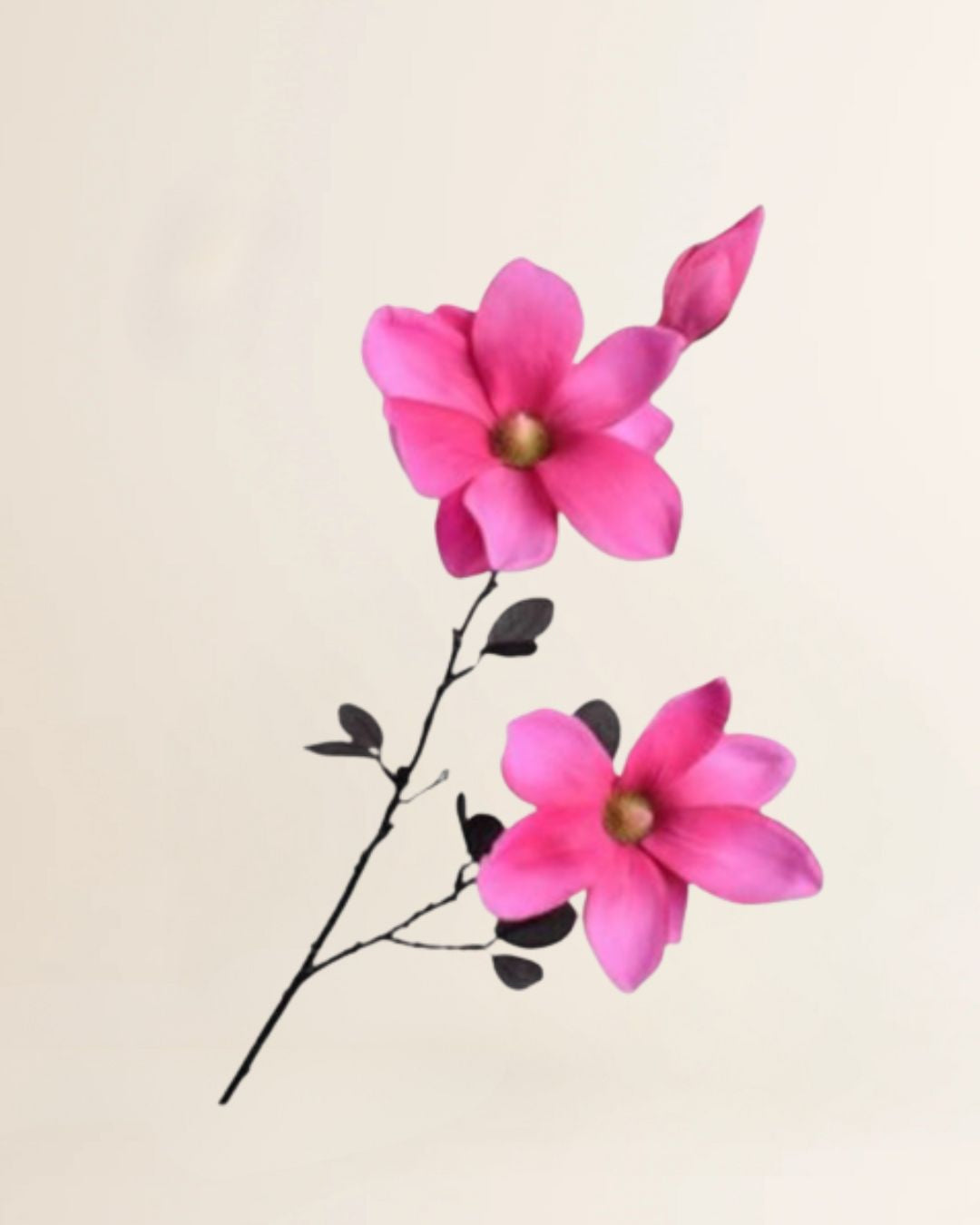 Magnolia tak Beauty 86 cm