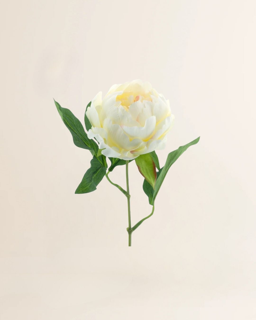 Pioenroos crème 36 cm