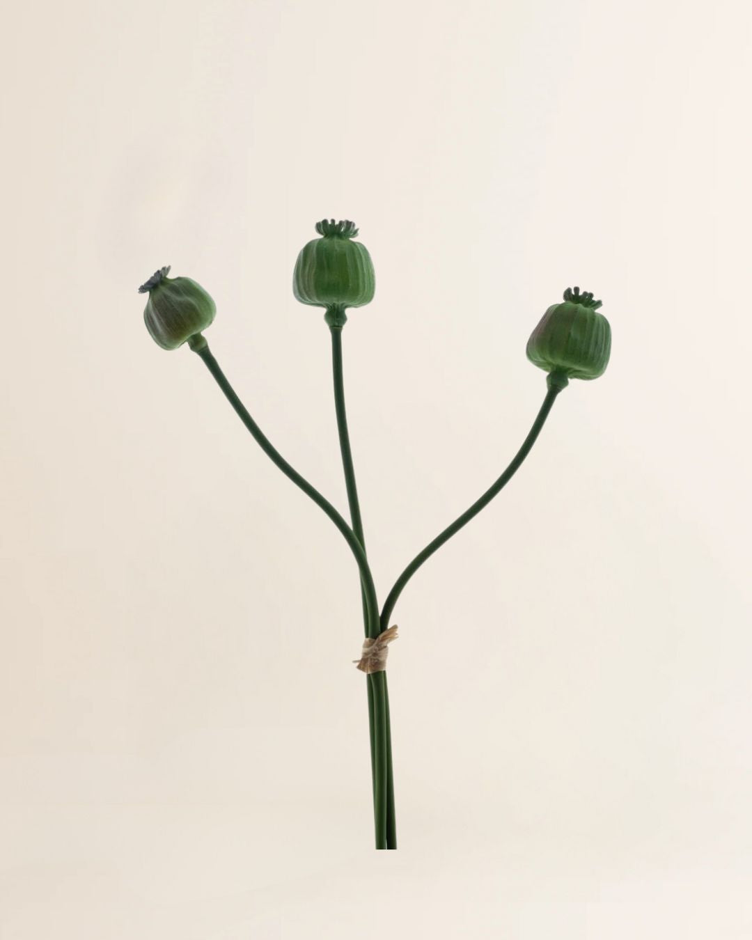 Papaver vrucht