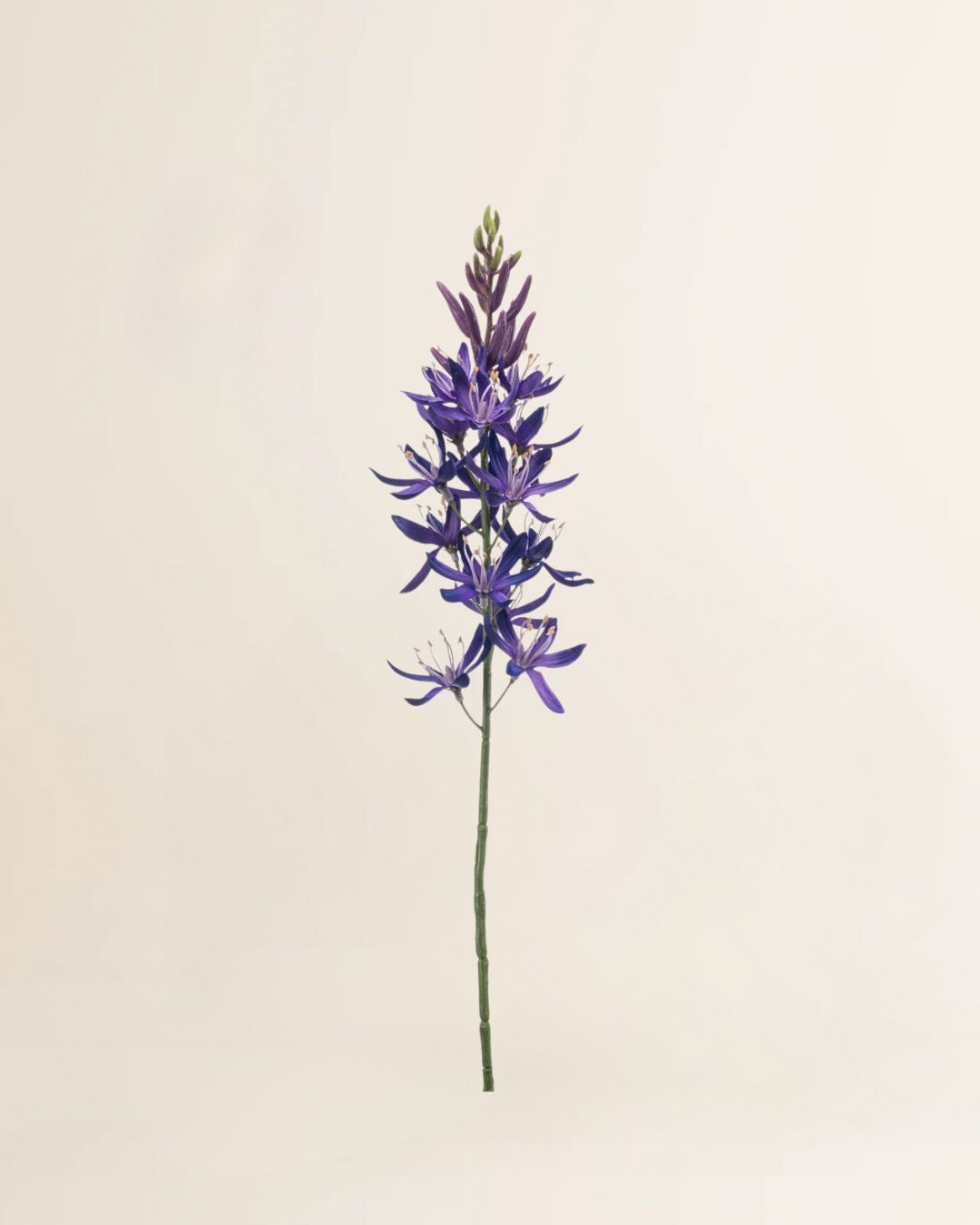 Camassia Spray Purple 61 cm