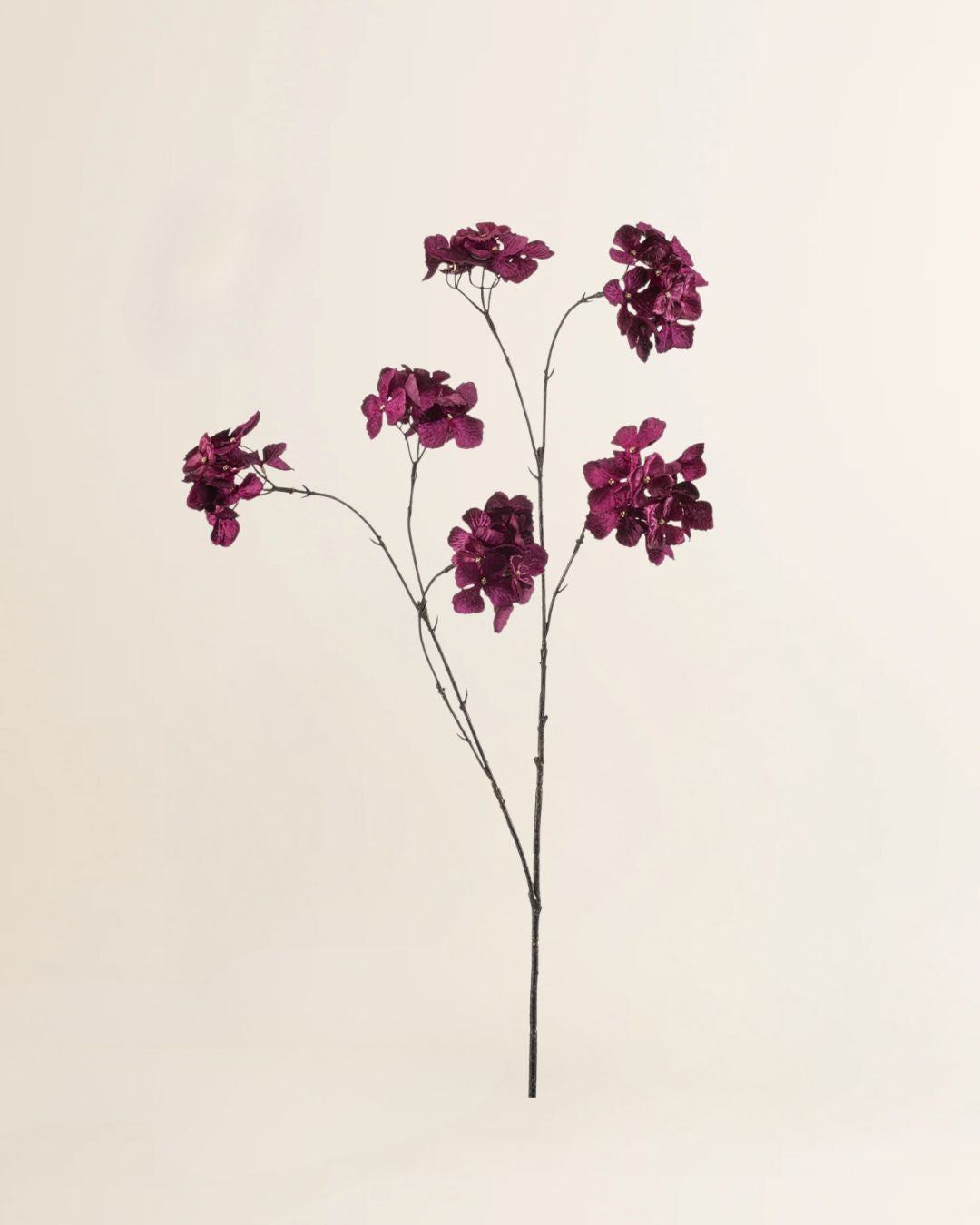 Hortensia tak X6 Purple 85 cm