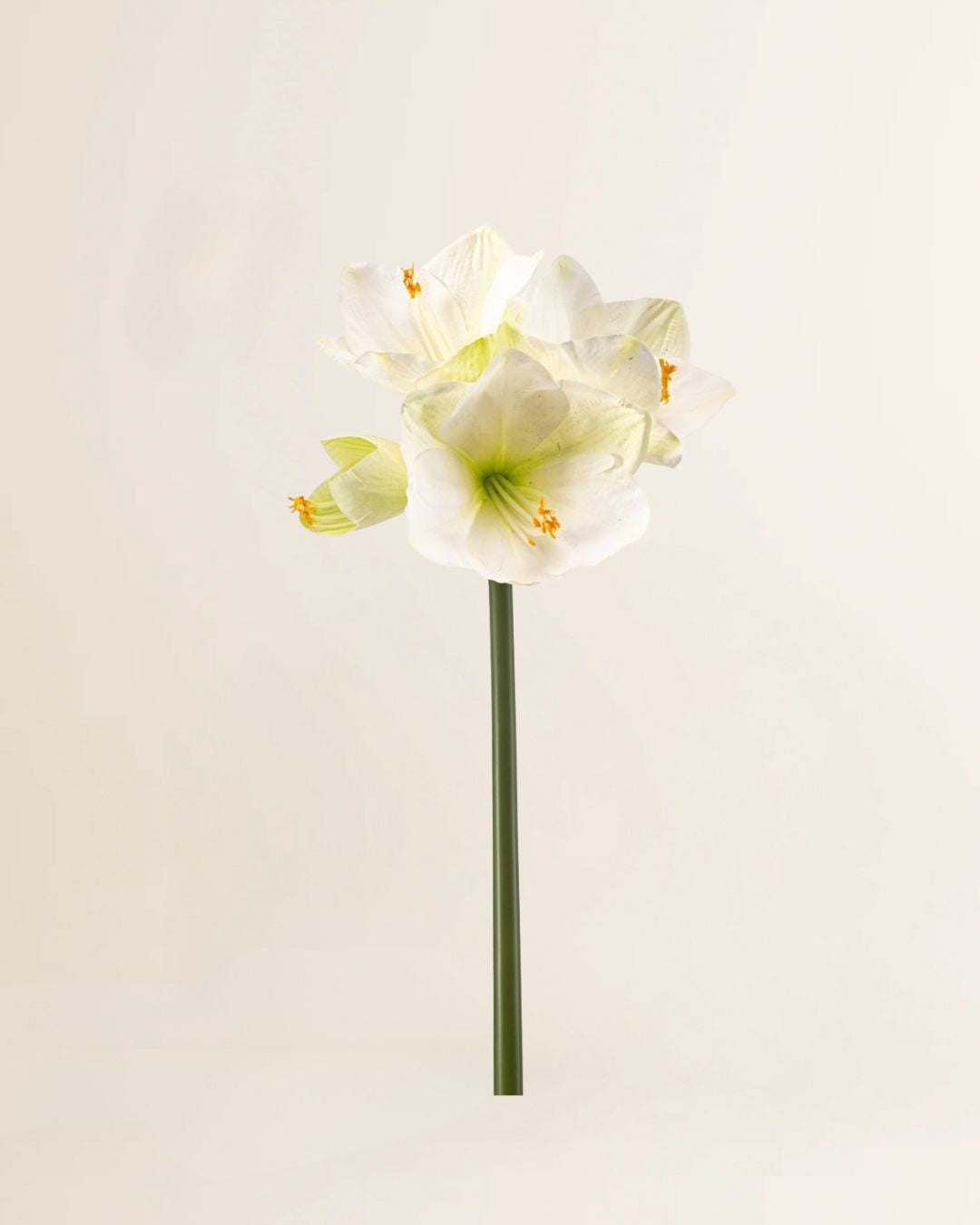 amaryllis 62cm