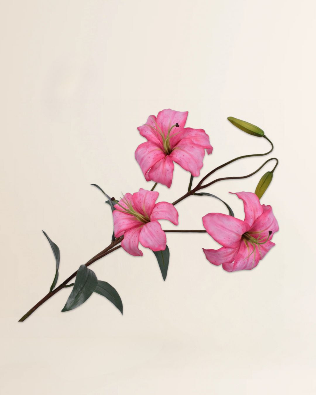 Lelietak roze/beauty 100 cm