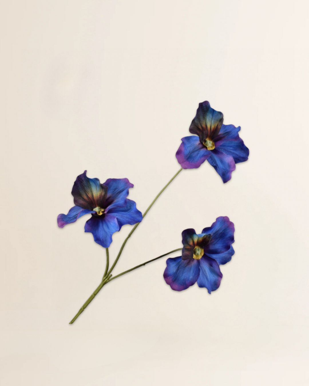 Viooltak paars/blauw 65 cm