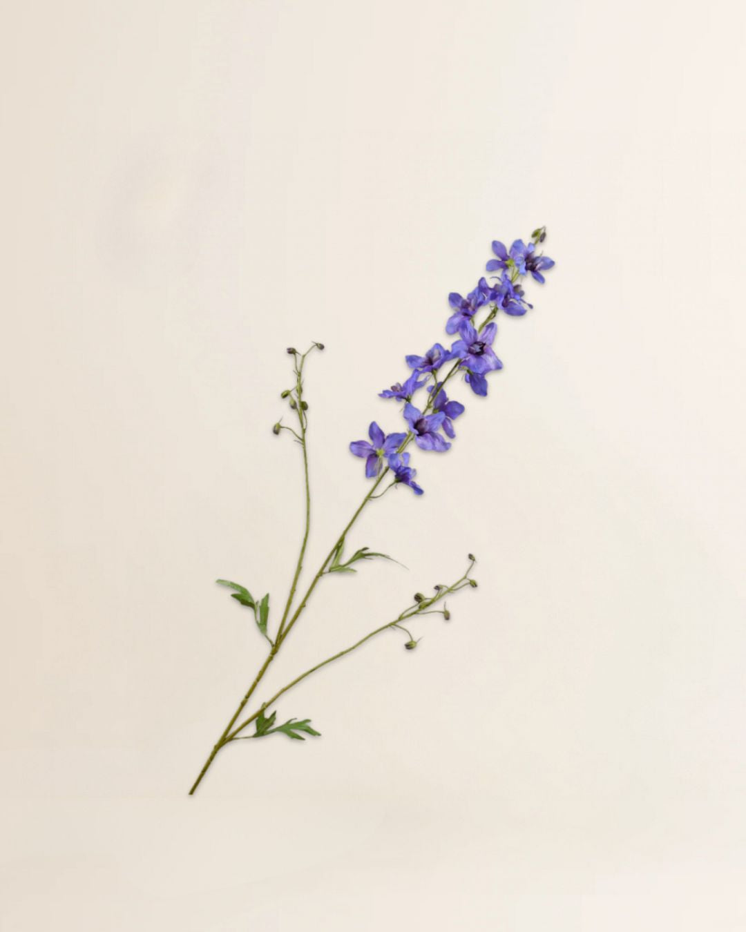 Delphinium tak licht Blauw 101 cm