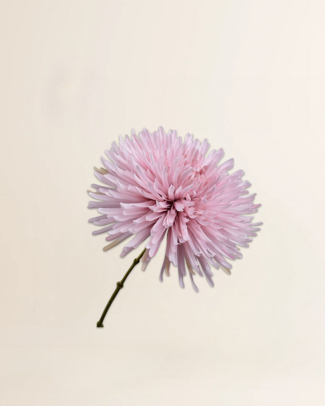 Chrysant tak Lila 60 cm