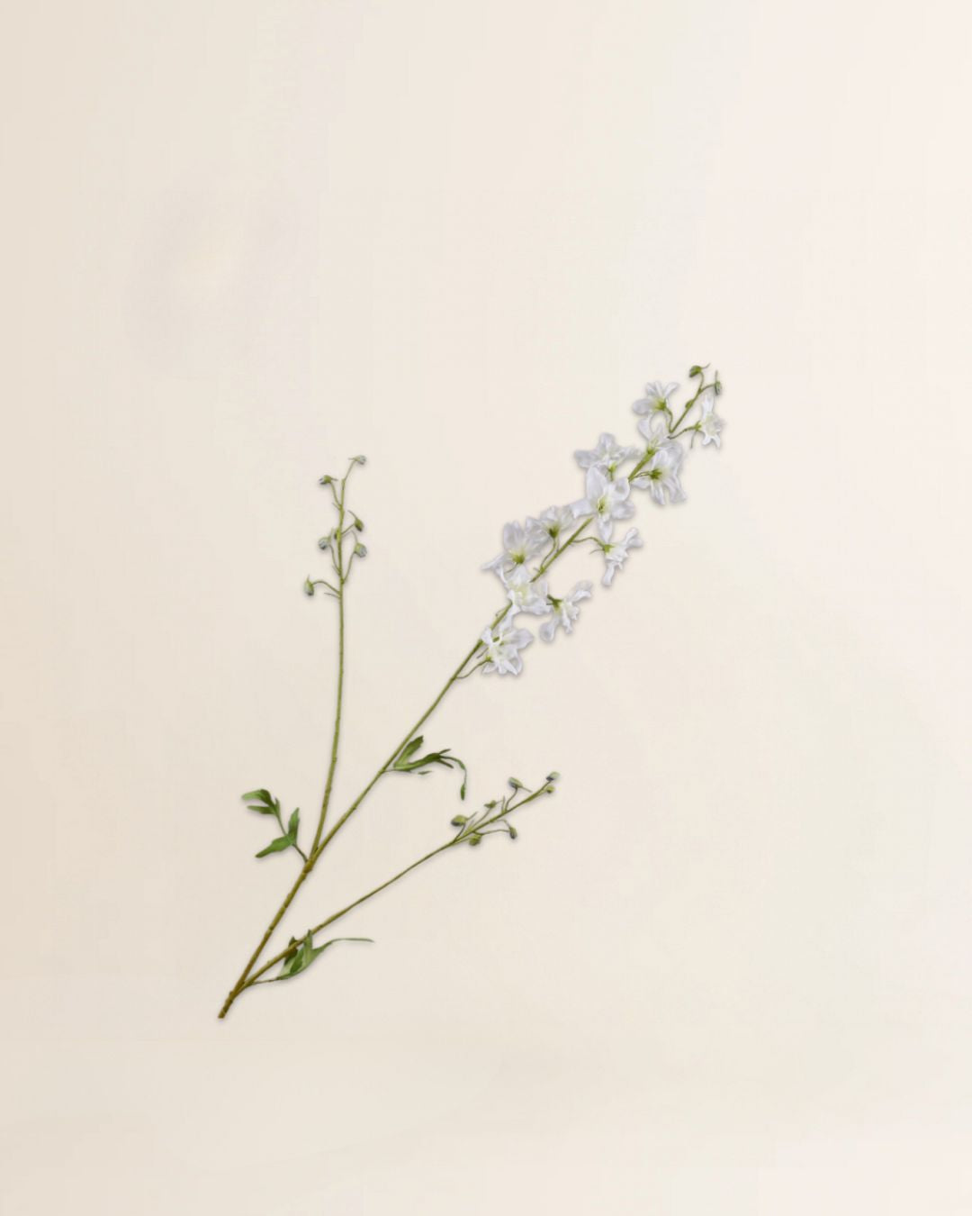 Delphinium tak wit 101 cm