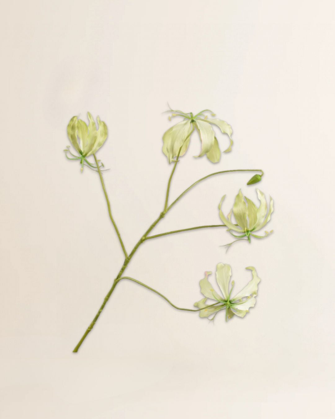 Gloriosa Tak Groen 89 cm