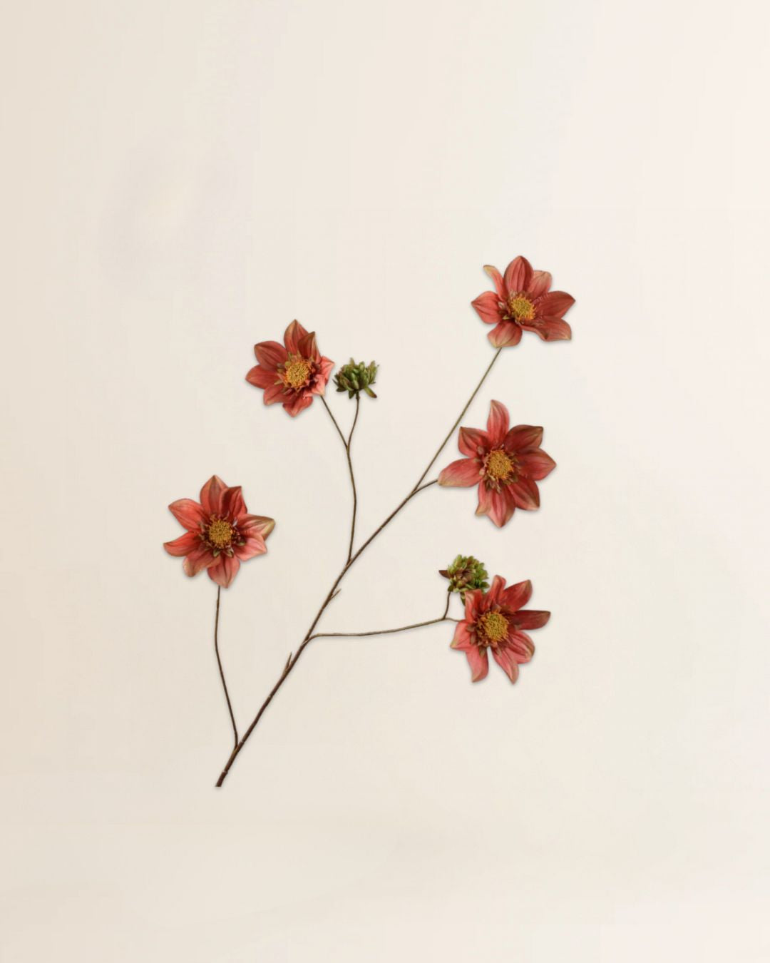 Dahlia tak Brn/Grn 107 cm