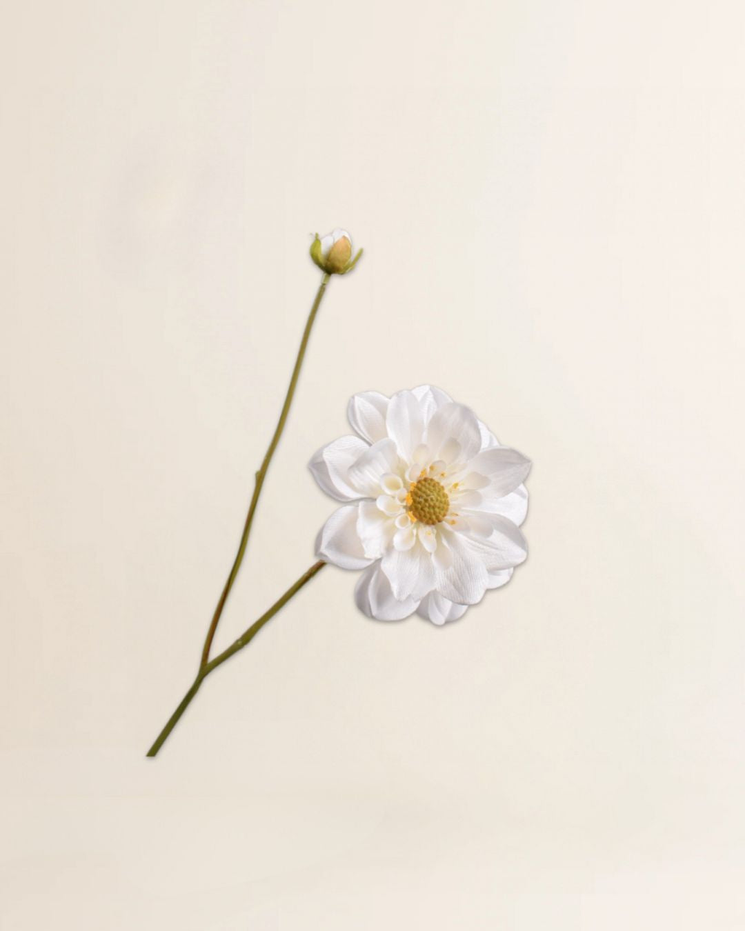 Dahlia tak Creme 48 cm