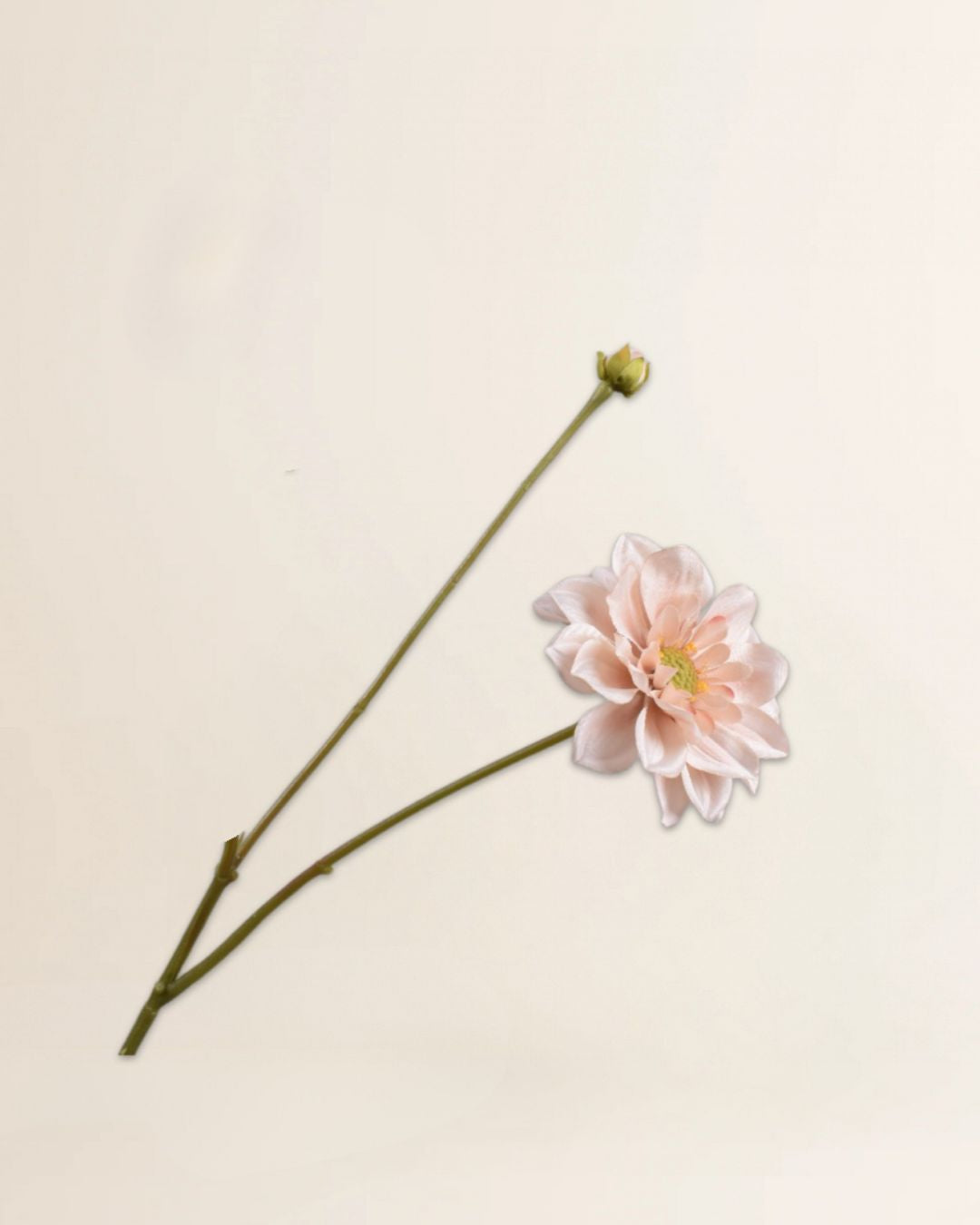 Dahlia tak bruin licht 48 cm