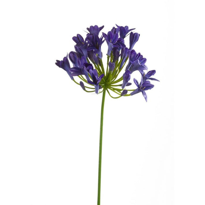 Agapanthus Tak