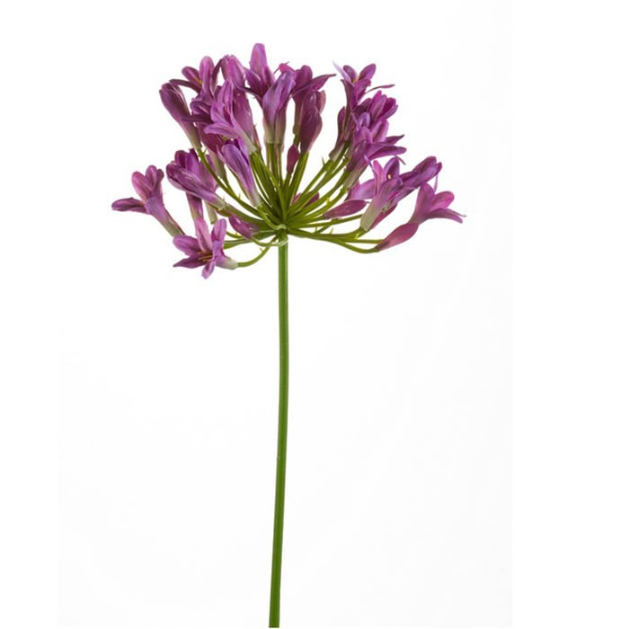 Agapanthus tak