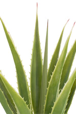 Agave Off - White Edge Pot Artificial Green - Luxe zijden bloemen boeket - Kunstbloemen van Sharon Flowers