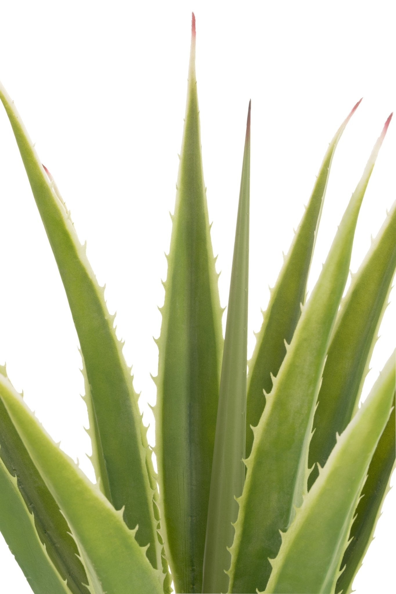 Agave Off - White Edge Pot Artificial Green - Luxe zijden bloemen boeket - Kunstbloemen van Sharon Flowers