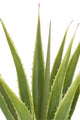 Agave Off - White Edge Pot Artificial Green - Luxe zijden bloemen boeket - Kunstbloemen van Sharon Flowers