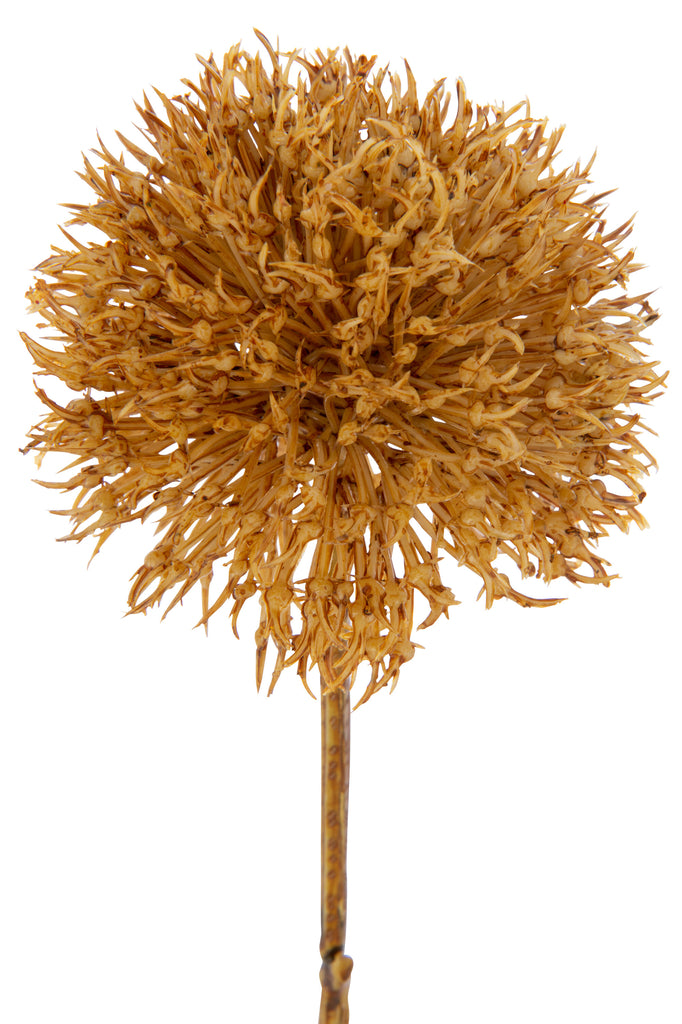 Allium 1 Flower Plastic Ocre Large