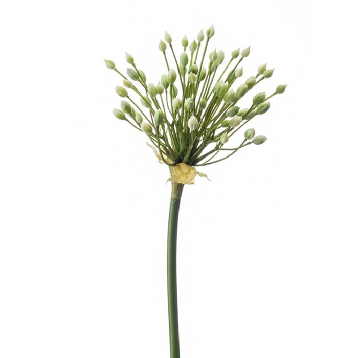 Allium Tak