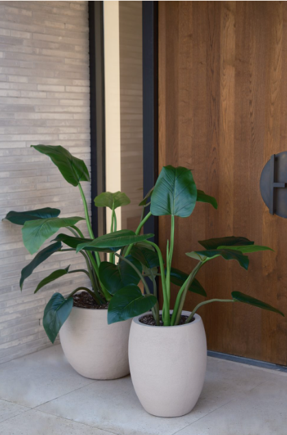 Alocasia plant 120cm