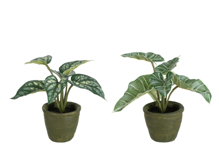 Anthurium/Giant Taro In Pot Plastic Green Assortment Of 2