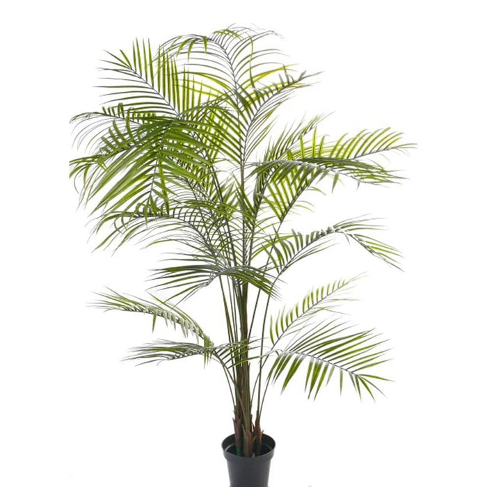 Areca palm UV Groen H195