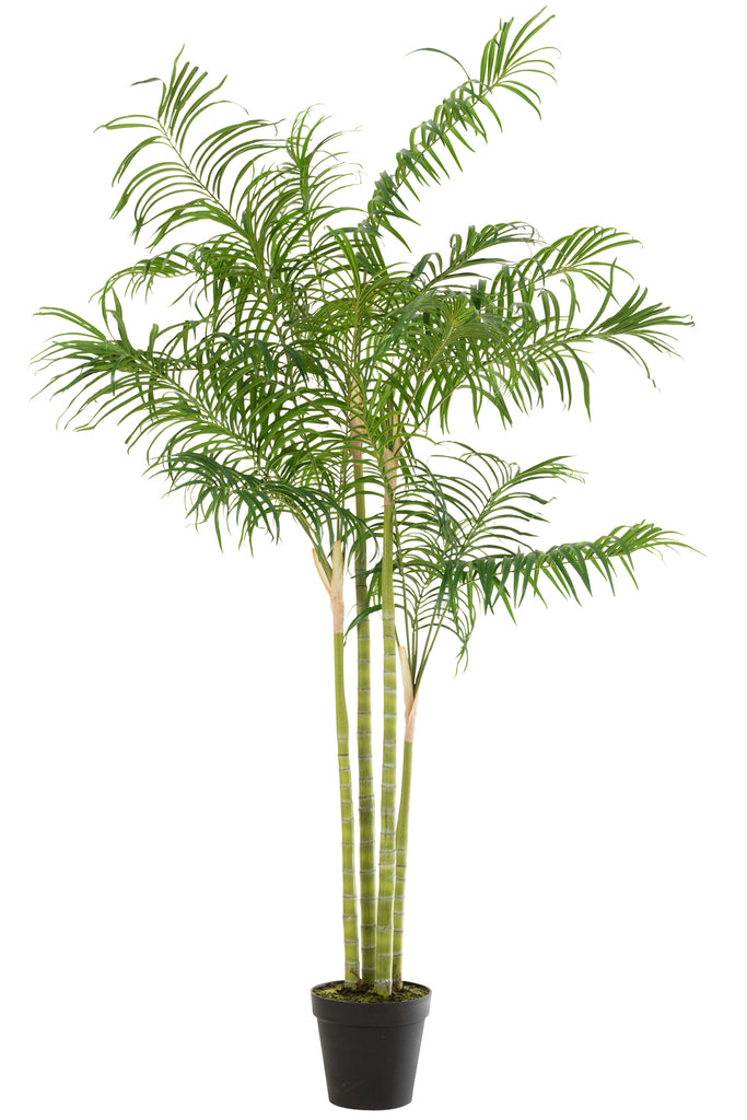 Bamboo Palm In Pot Plastic Green/Black Large