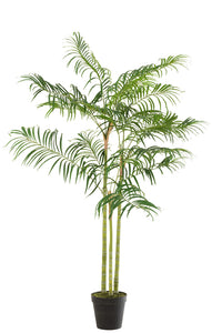 Bamboo Palm In Pot Plastic Green/Black Small