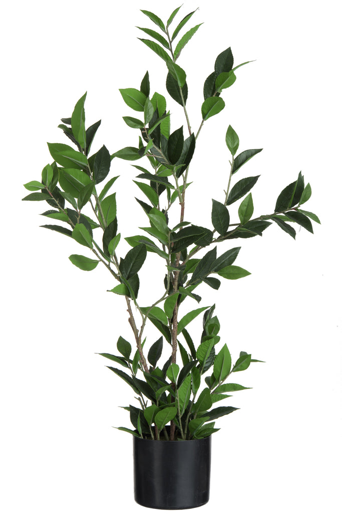 Bay Leaf In Pot Plastic Green Large