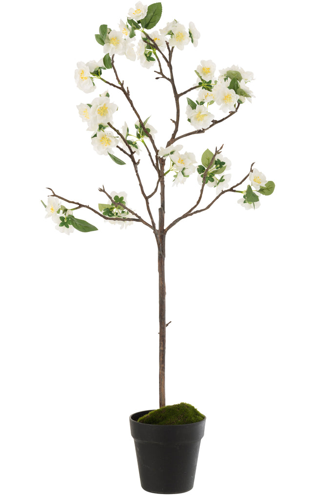 Blossomtree Plastic White/Brown Medium