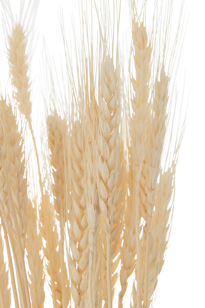 Bundle Dried Wheat Ecru