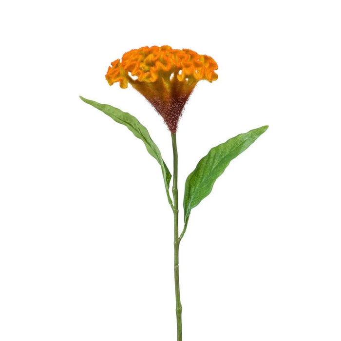 Celosia Oranje H62