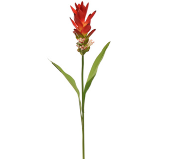 Curcuma 70CM Rood - Zijden bloem - Kunst bloem -duurzaam