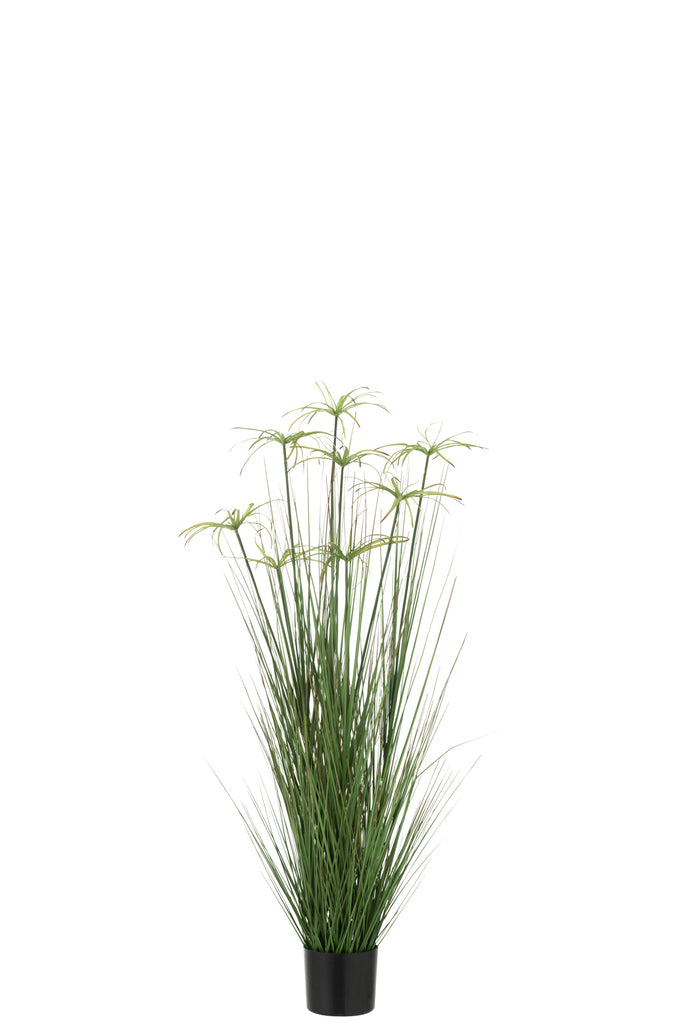 Cyperus Alternifolius 8 Heads In Pot Pvc Green Medium