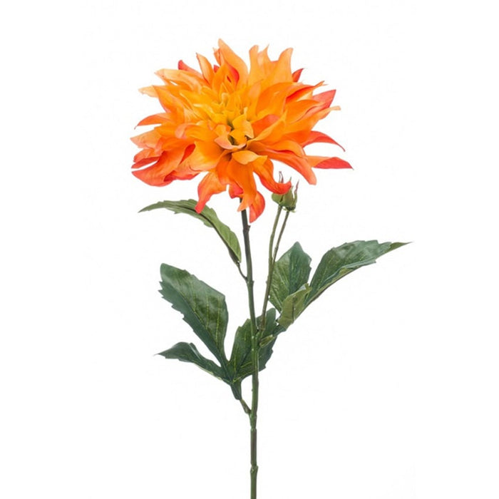 Dahlia Tak