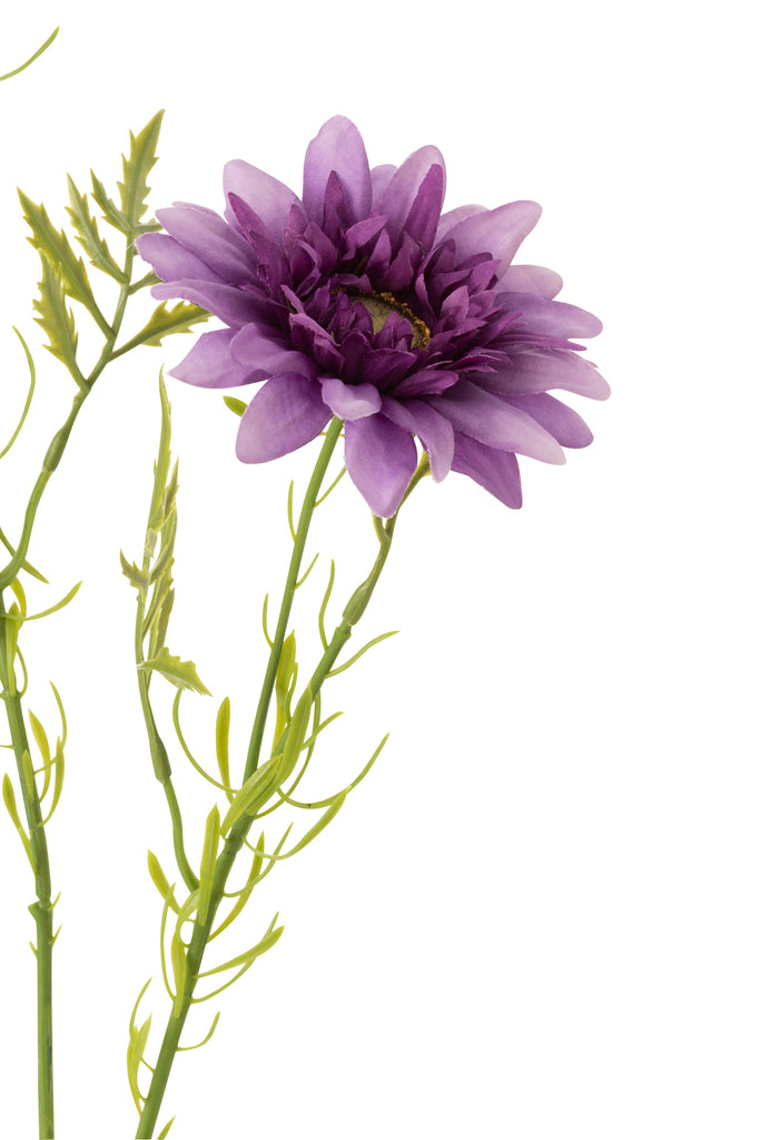 Daisy Plastic Dark Purple