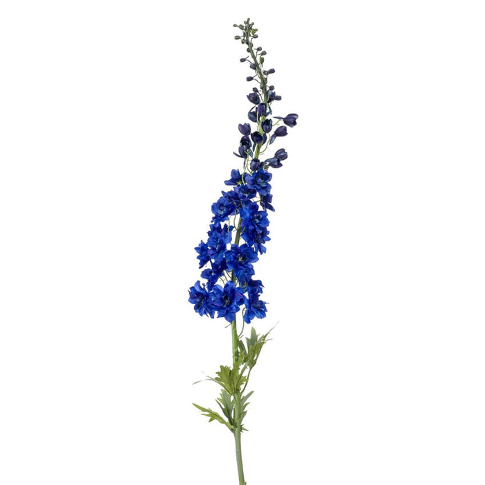 Delphinium XL