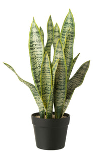 Dracaena Trifasciata In Pot Artificial Green Large