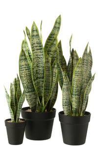 Dracaena Trifasciata In Pot Artificial Green Large