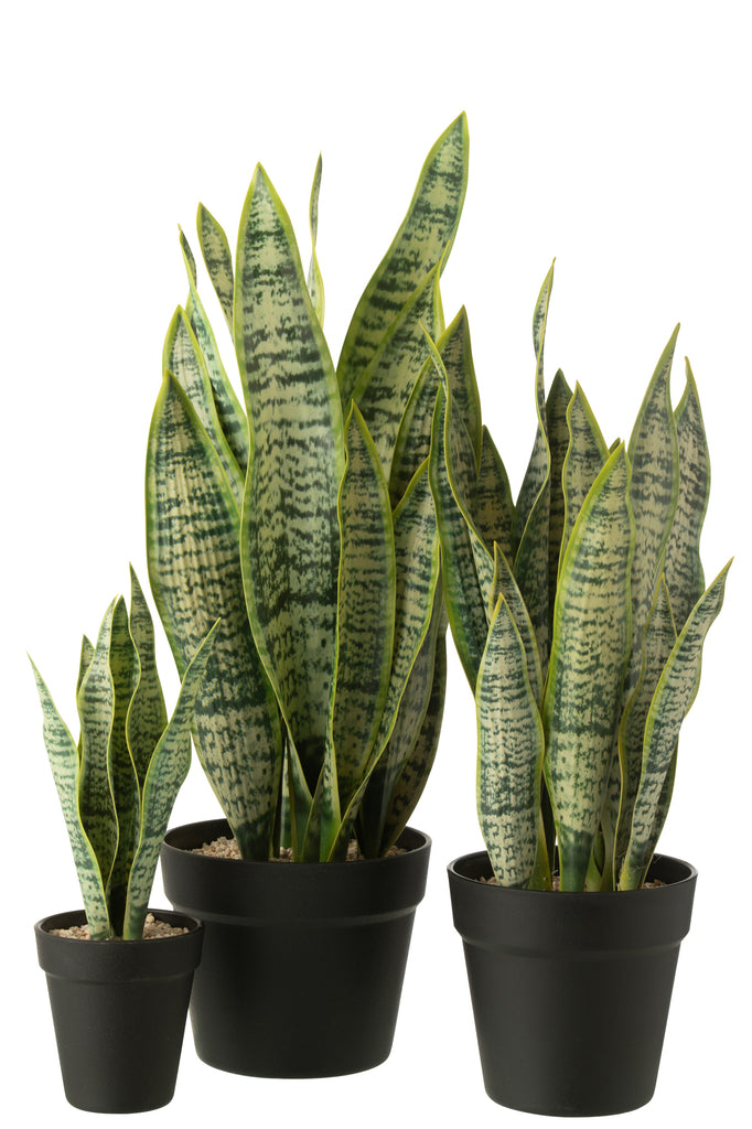 Dracaena Trifasciata In Pot Artificial Green Large