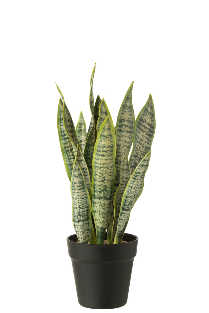 Dracaena Trifasciata In Pot Artificial Green Medium