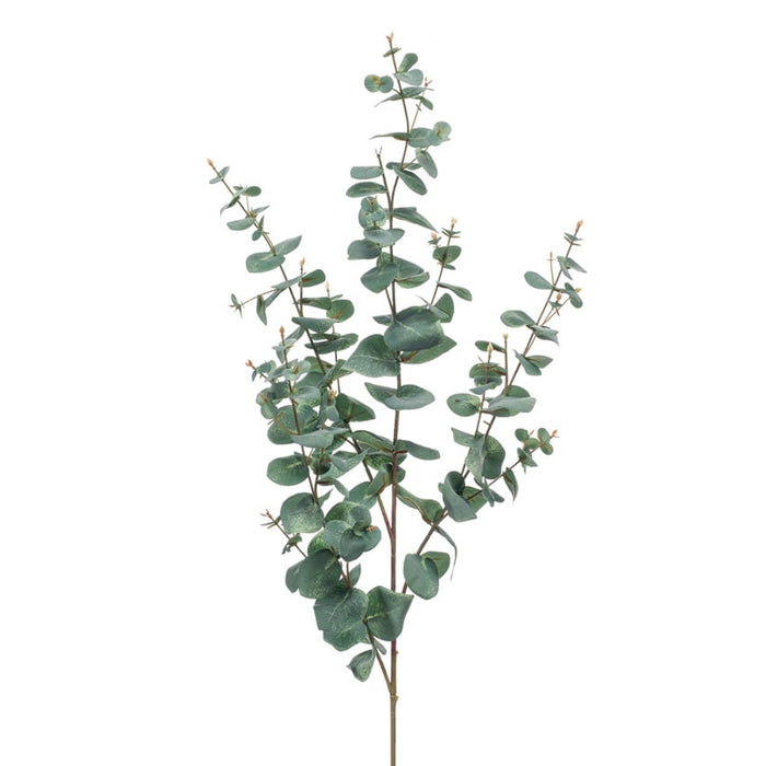 Eucalyptus Tak