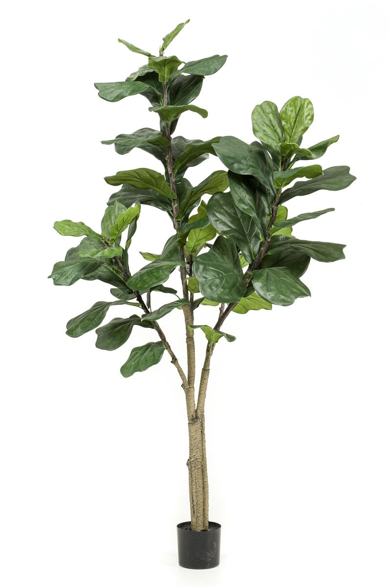 Ficus lyrata tree 180cm -  Janice blok