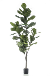 Ficus - Janice blok - Zijden plant - Kunst plant - 180cm