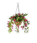 fuschia-hangplant-fuchsia